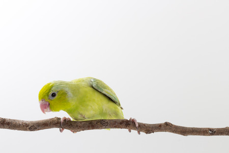 Pastel Green Forpus Bird Chick on branch and white backgroundの写真素材