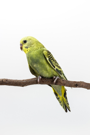 Budgarigar, Budgie Bird on branch on white background