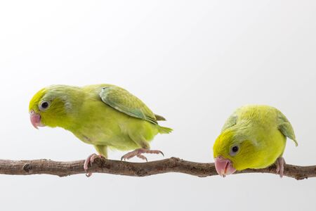Pastel Green Forpus Bird Chick on branch and white backgroundの写真素材