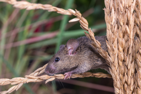 Brattleboro rat, mouse in the rice plant, eating rice seedの写真素材