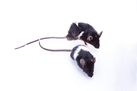 Brattleboro rat, Lab Rat on white backgroundの写真素材
