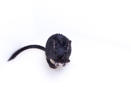 Mongolian gerbil, Desert Rat on white backgroundの写真素材