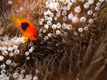 Underwater picture of Red saddleback anemonefish in the Anemoneの写真素材