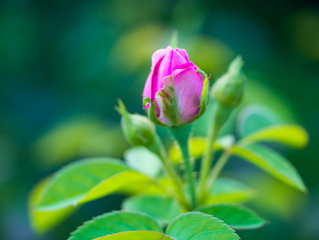 Beautiful Pink Rose in the gardenの写真素材