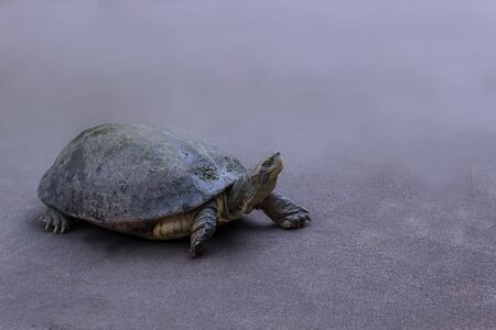 The Turtle walking on the groundの写真素材