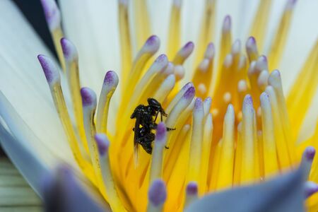 Stingless bee in the Lotus in the gardenの写真素材
