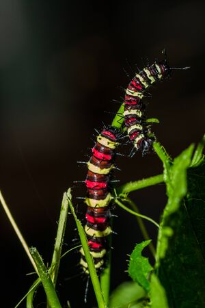 Cethosia cyane's caterpillar, Butterfly worm eating green leaf