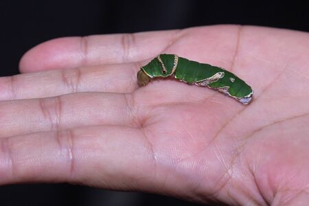 The Caterpillar, Butterfly worm on the human hand