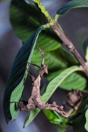 Phobaeticus, Stick insect hidding in the tree