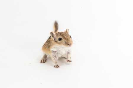 Litter Mongolian gerbil, Desert Rat on white backgroundの写真素材