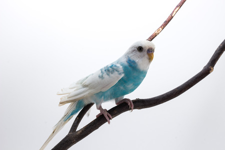 Little Cute Budgerigar, Budgie, Bird on white backgroundの写真素材