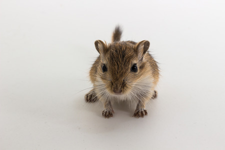 Litter Mongolian gerbil, Desert Rat on white backgroundの写真素材