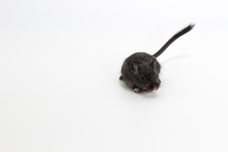 Litter Mongolian gerbil, Desert Rat on white backgroundの写真素材