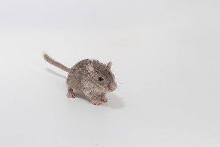 Litter Mongolian gerbil, Desert Rat on white backgroundの写真素材