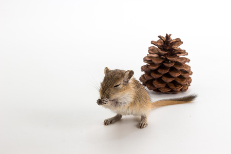 Litter Mongolian gerbil, Desert Rat on white backgroundの写真素材