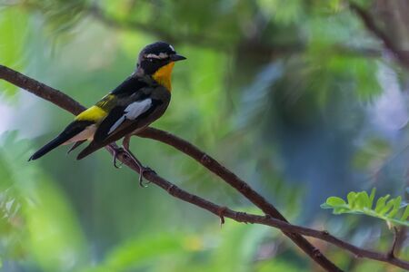 Yellow-rumped (ficedula zanthopygia) Flycatcher bird on the branch