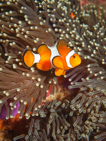 Underwater picture of Clown Anemone Fish in Sea Anemoneの写真素材