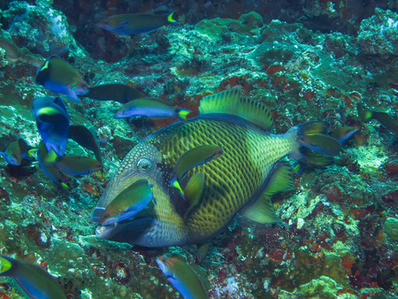 Titan triggerfish in the cleaning station in the coral reef