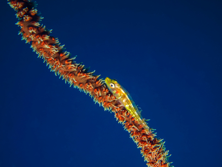Underwater picture of Whip Goby on Gorgonian Coralの写真素材