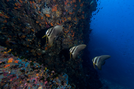 School of Teira Batfish (Platax teira) in the blue oceanの写真素材