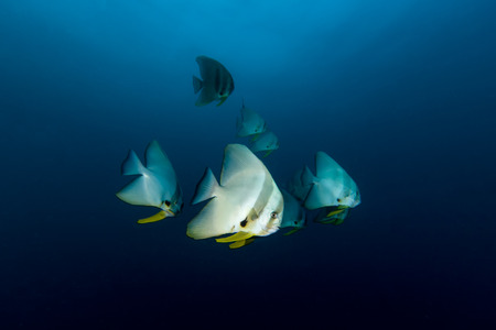 School of Teira Batfish (Platax teira) in the blue ocean