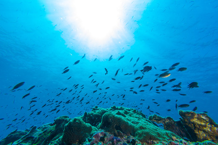 School of fish on the pinnacle rock with sun backgroundの写真素材