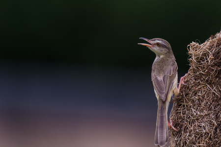 The plain prinia, or the plain, or white-browed wren-warbler is a small warbler in the Cisticolidae family. It is a resident breeder from Pakistan and India to south China and southeast Asia.の写真素材