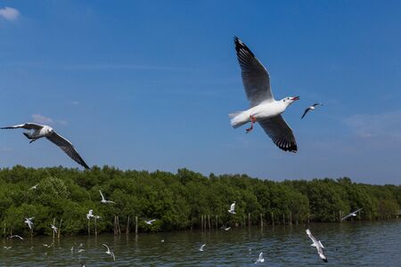 Slender-billed Gull flying in the blue skyの写真素材