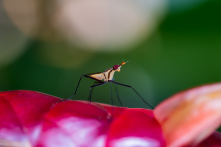 Robber Fly, assassin fly (Asilidae) on the flowerの写真素材