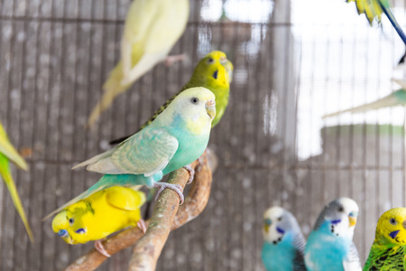 The Group of  Budgerigar in the cageの写真素材