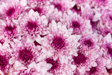The pink Chrysanthemum flower background, flower in the marketの写真素材