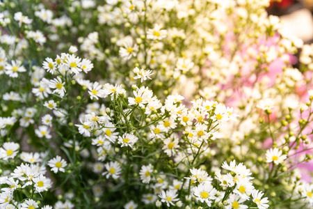 The large group of little white daisy in the marketの写真素材