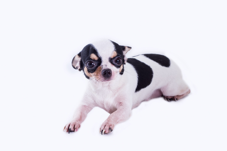 The Chihuahua puppy dog, cute dog on white backgroundの写真素材