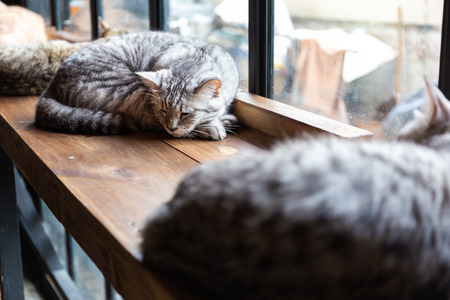 A Sleeping cat on the desk with face closeup,の写真素材