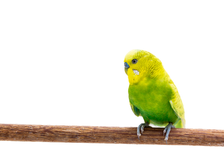Yellow and green budgie, Budgerigar Bird on White Backgroundの写真素材