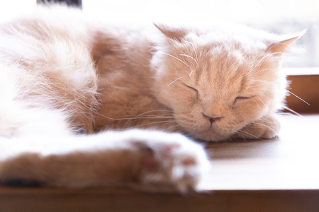 A Sleeping cat on the desk with face closeup,の写真素材
