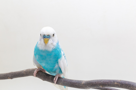 Blue and white budgie, Budgerigar Bird on white backgroundの写真素材