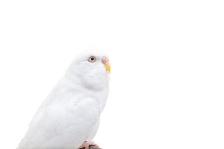 The white budgerigar bird, budgie on white background