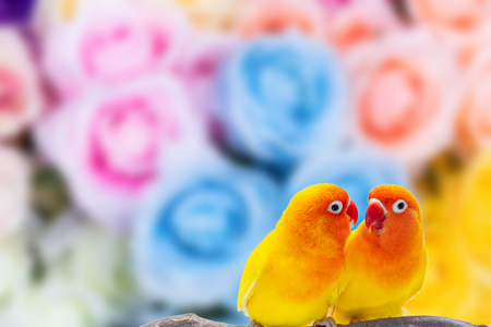 The Double Yellow Lovebird stand on a piece of wood on white backgroundの写真素材