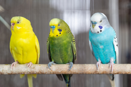 Group of Fancy color Budgerigar in the cageの写真素材