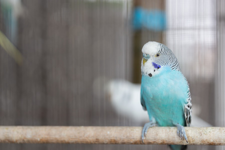 Group of Fancy color Budgerigar in the cageの写真素材