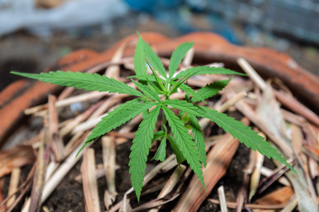 The Cannabis plant, Ganja in the flowerpot