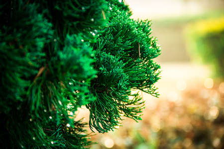 tropical flower in green backgroundの写真素材