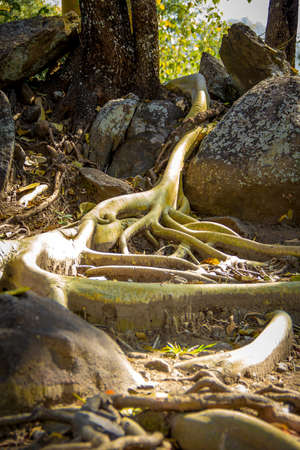 Closed up big tree roots
