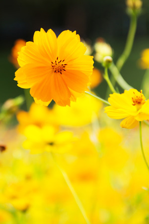 Yellow summer flowersの写真素材