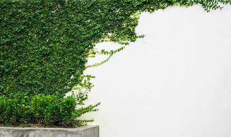 White wall green ivy plant.の写真素材