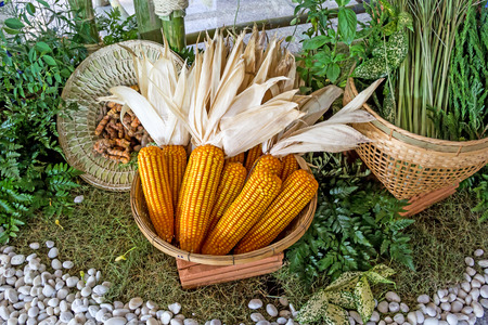 Grains of ripe corn. Macro image.の写真素材
