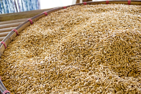 Pile of paddy in brown shell from Thailand ready to process as mass product.の写真素材