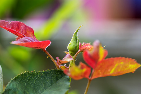 Roses are bloomingの写真素材