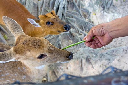 hand feeding, deerの写真素材